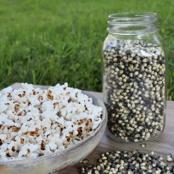 Shaman's Blue Popcorn Seed