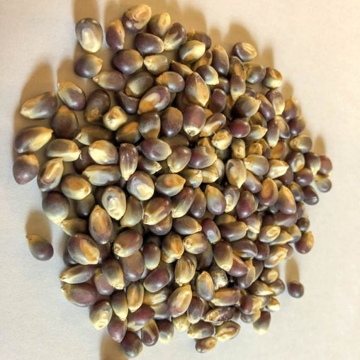 Shaman's Blue Popcorn Seed - Image 2