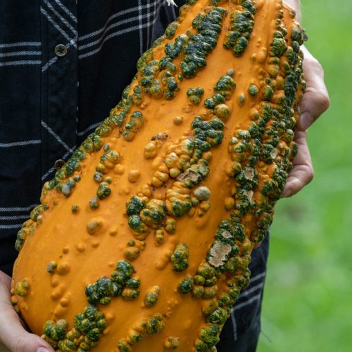 Lunch Lady Gourd - Image 2