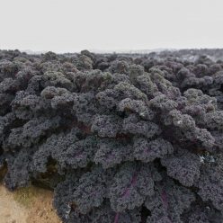 Sunbor Hybrid Kale Seed
