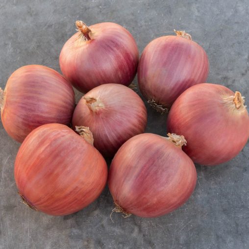 Blush Hybrid Onion  Seed - Image 2