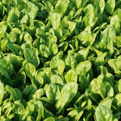 Patton Hybrid Spinach  Seed