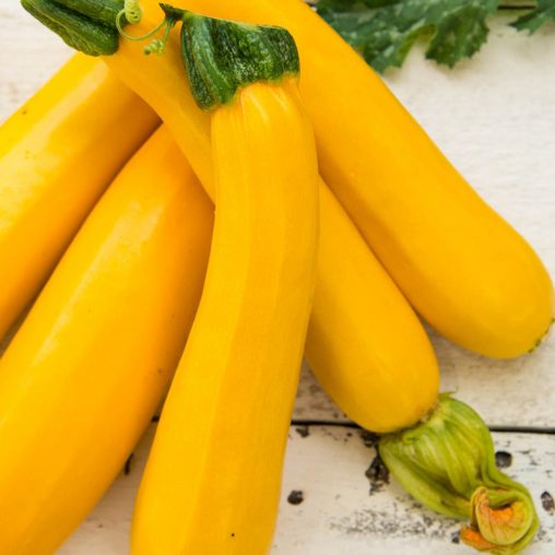 Easy Pick Gold II Hybrid Summer Squash - Image 2