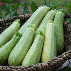 Luciana Hybrid Summer Squash  Seed