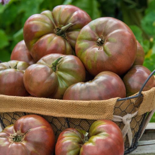 Cherokee Carbon Hybrid Tomato  Seed - Image 2