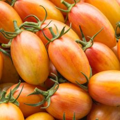 Artisan Blush Tomato  Seed