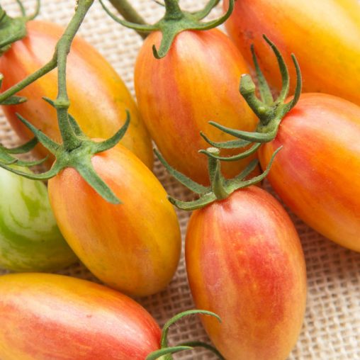 Artisan Blush Tomato  Seed - Image 3