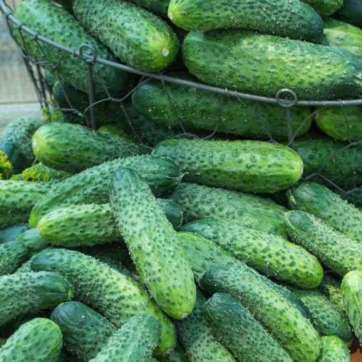 Dafne Hybrid Pickling Cucumber Seed - Image 2