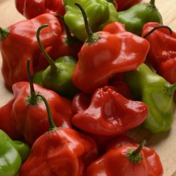 Mad Hatter Hybrid Hot Pepper  Seed