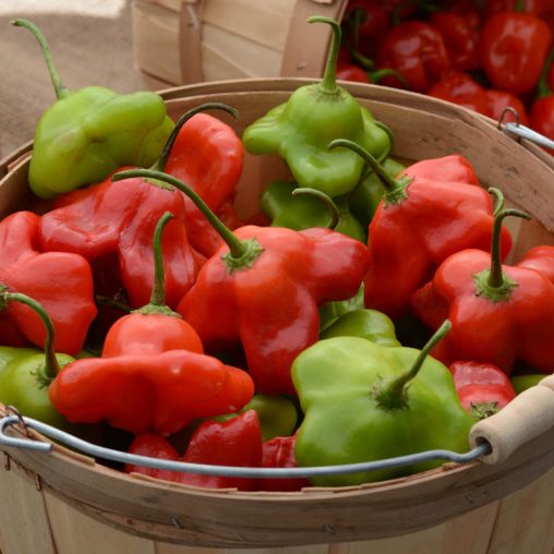 Mad Hatter Hybrid Hot Pepper  Seed - Image 2