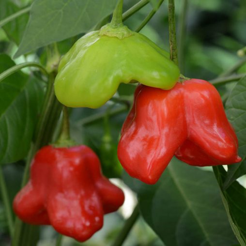 Mad Hatter Hybrid Hot Pepper  Seed - Image 3