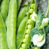Pea-Licious Shell Pea  Seed