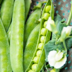 Pea-Licious Shell Pea  Seed