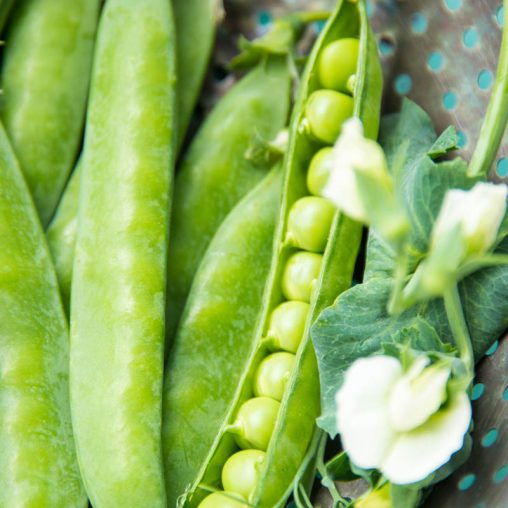 Pea-Licious Shell Pea  Seed