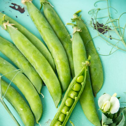 Pea-Licious Shell Pea  Seed - Image 2