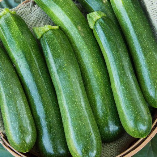 Cash Machine Hybrid Summer Squash - Image 2