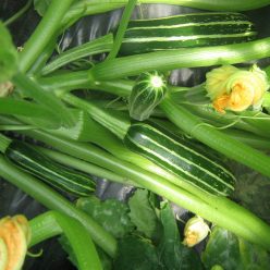 Safari Hybrid Summer Squash  Seed