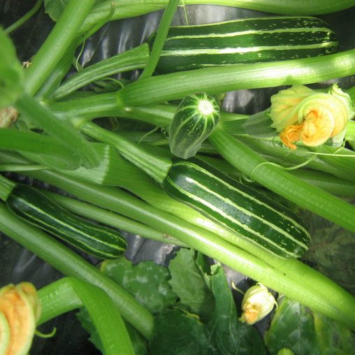 Safari Hybrid Summer Squash  Seed