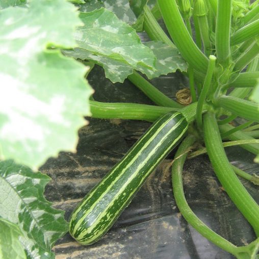 Safari Hybrid Summer Squash  Seed - Image 2