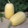 Tivoli Hybrid Spaghetti Winter Squash  Seed