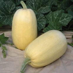 Tivoli Hybrid Spaghetti Winter Squash  Seed