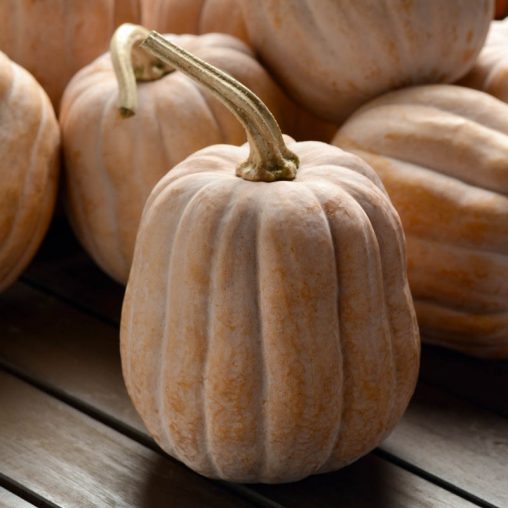 Autumn Frost Hybrid Winter Squash - Image 2
