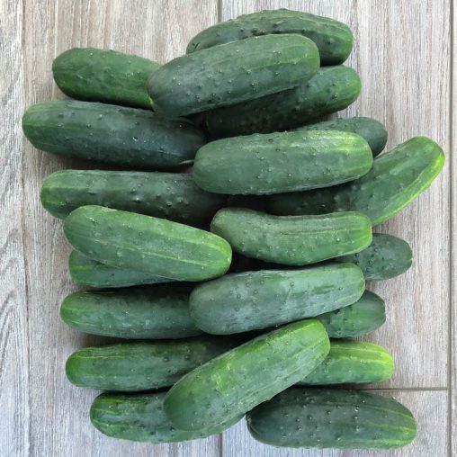 Super Max Hybrid Pickling Cucumber Seed - Image 2