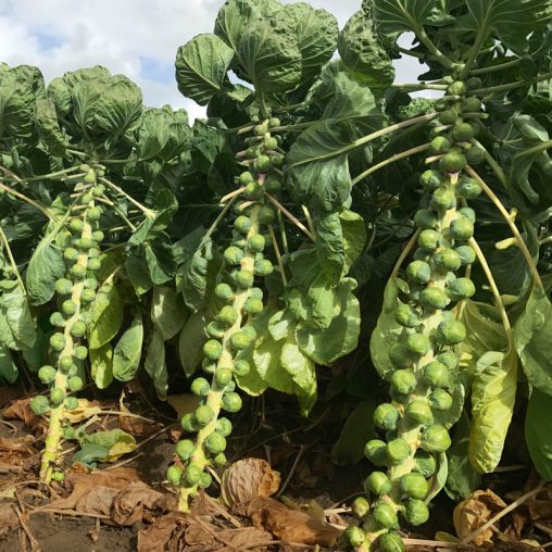 Silvia Hybrid Brussels Sprouts Seed - Image 2