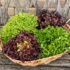 Eazyleaf<sup>®</sup> Lettuce Mix  Seed