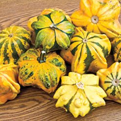Daisy Gourd Seed