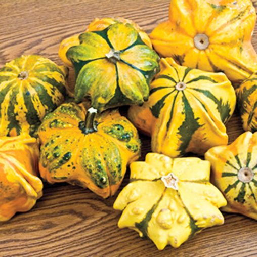 Daisy Gourd Seed