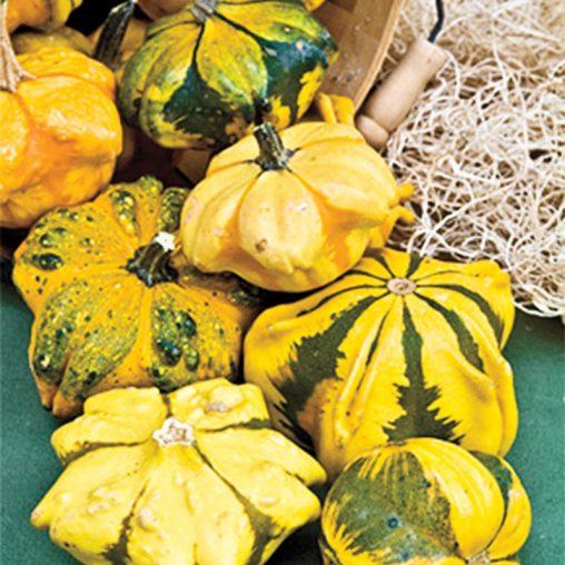 Daisy Gourd Seed - Image 2