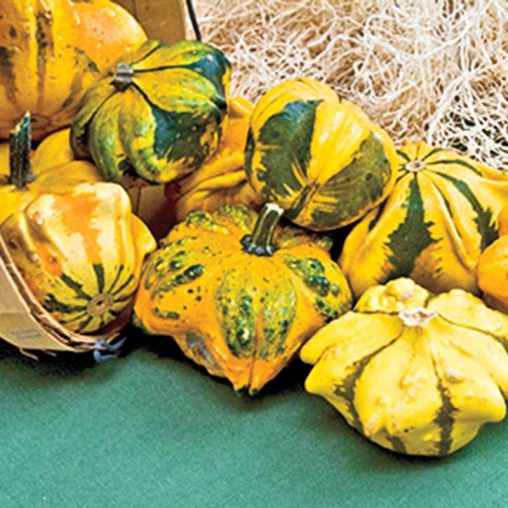 Daisy Gourd Seed - Image 3
