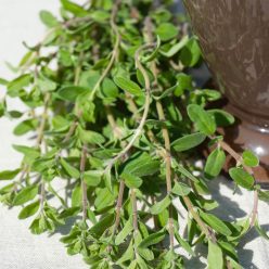 Marjoram Seed