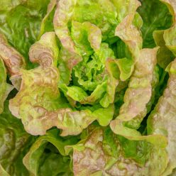 Blush Butter Cos Lettuce Seed