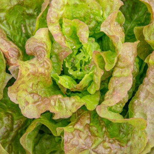 Blush Butter Cos Lettuce Seed