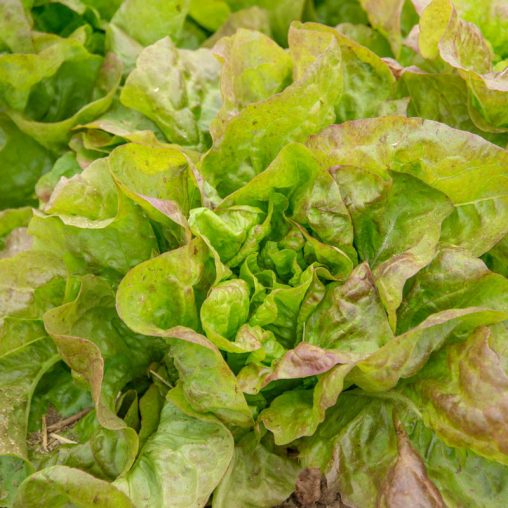Blush Butter Cos Lettuce Seed - Image 2