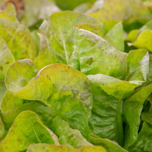 Blush Butter Cos Lettuce Seed - Image 3