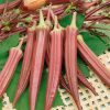 Okra Jing Orange  Seed