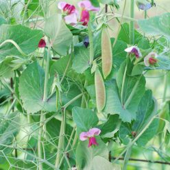 Spring Blush Snap Pea Seed