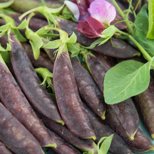 Sugar Magnolia Snap Pea Seed