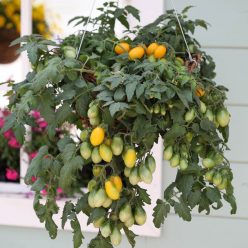 Pear Drops Tomato  Seed