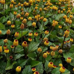 Peek-A-Boo Spilanthes