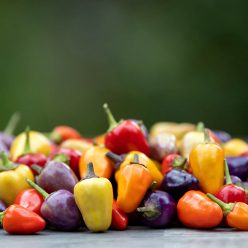 Chinese Five-Color Hot Pepper  Seed