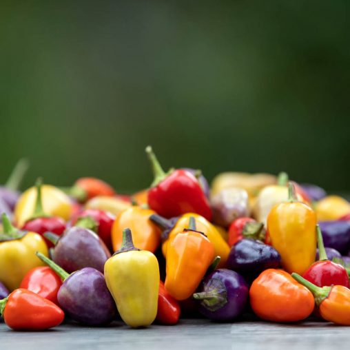 Chinese Five-Color Hot Pepper  Seed