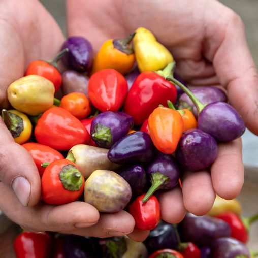 Chinese Five-Color Hot Pepper  Seed - Image 2