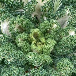 Casper Kale Seed