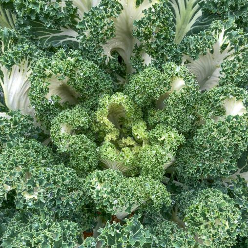 Casper Kale Seed