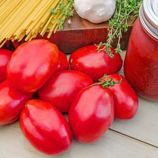 Amish Paste Tomato  Seed