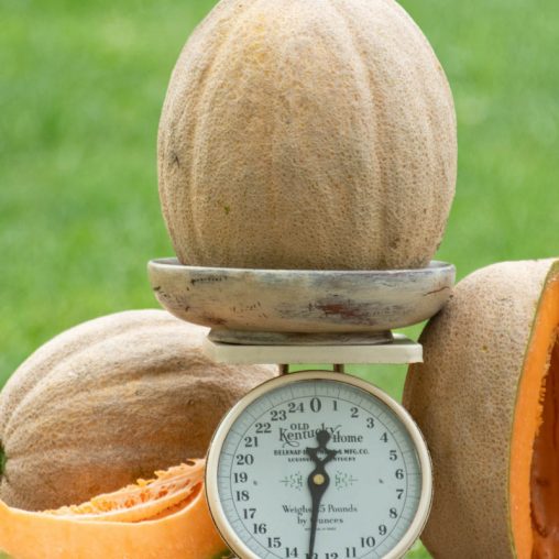 Giant Improved Hybrid Cantaloupe Seed - Image 2